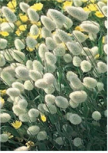 justseed2998335