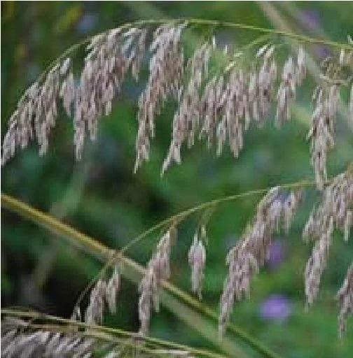 justseed2998347