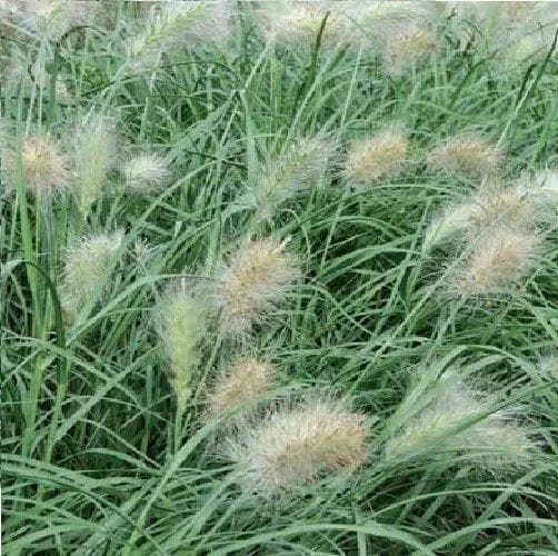 justseed2998392