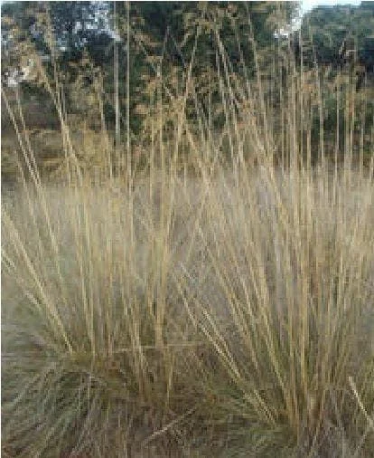 justseed2998436