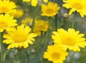 justseed2998925