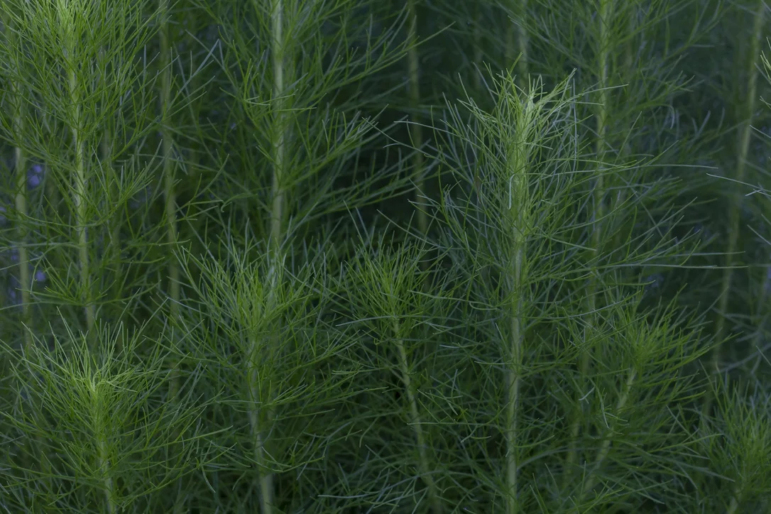justseed2999017