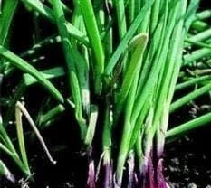 justseed3027940