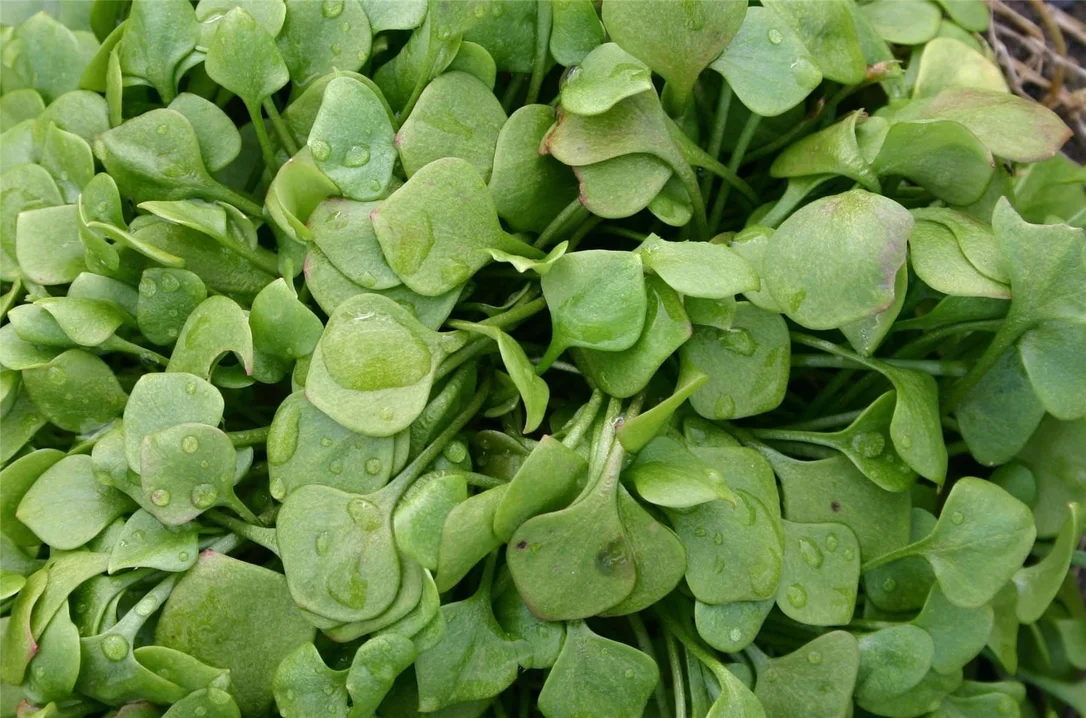 justseed3028310