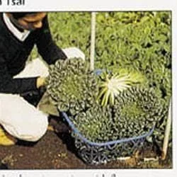 justseed3028986