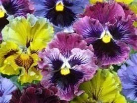 justseed3029077