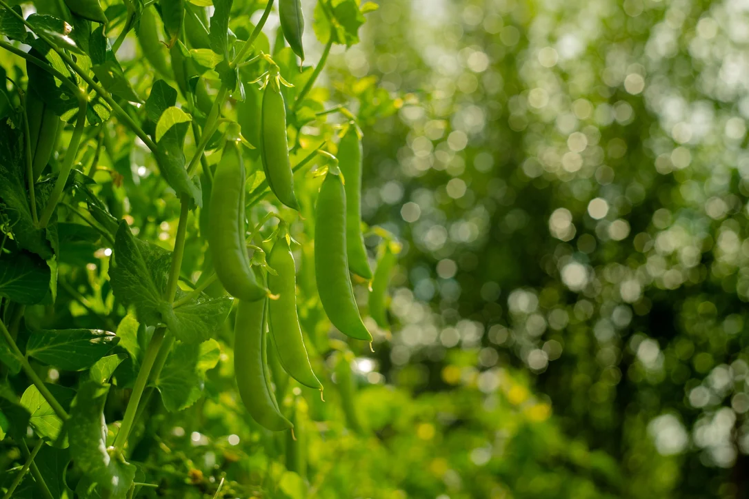 justseed3029149