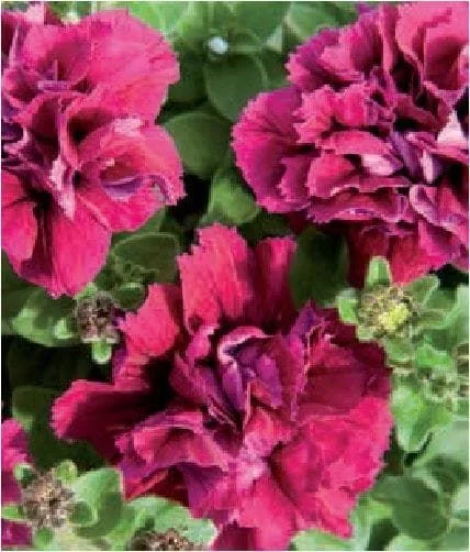 justseed3029344