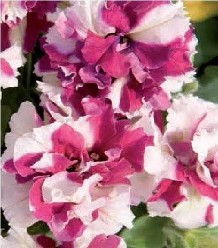 justseed3029413