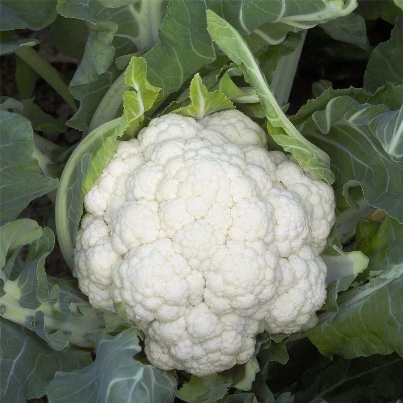 justseed3029584