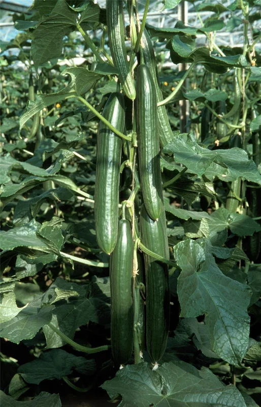 justseed3029636