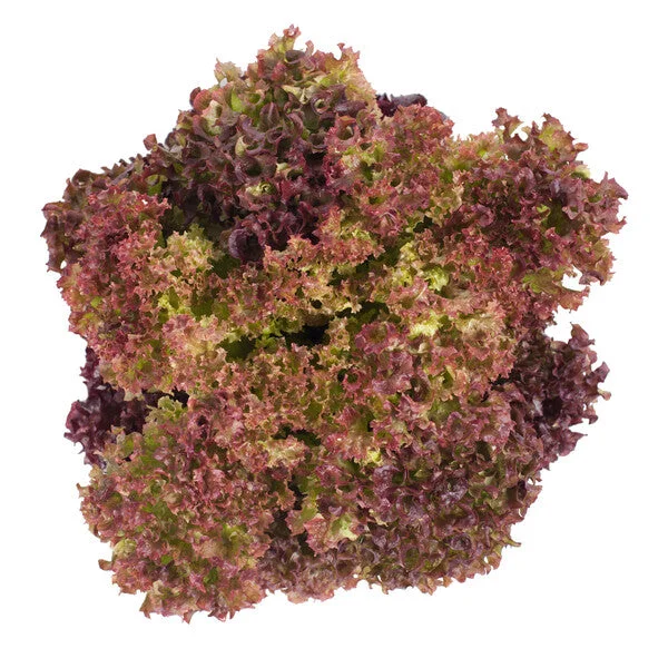 justseed3029729