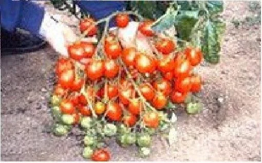 justseed3029927