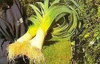 justseed3029979