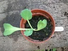 justseed3030376