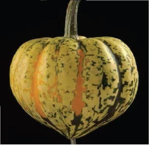 justseed3031254