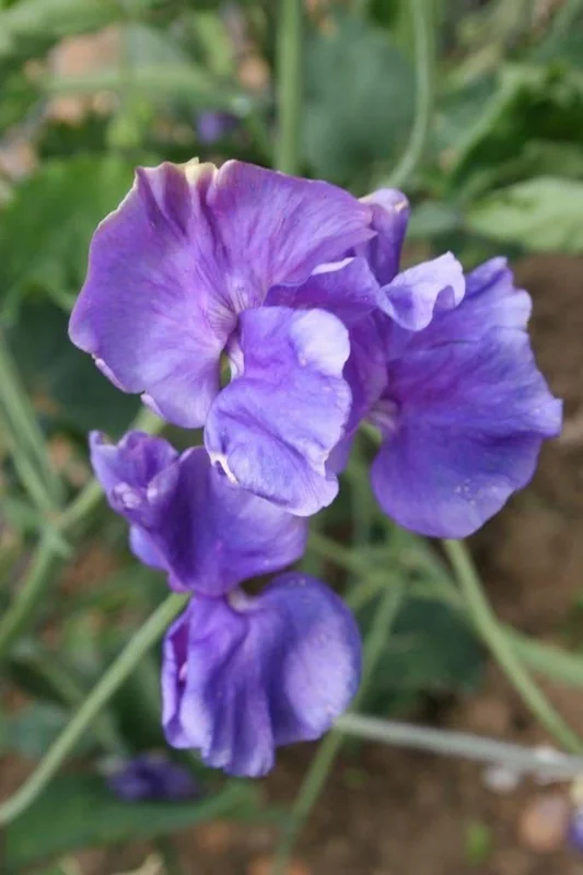 justseed3031304