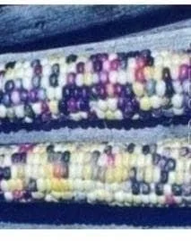 justseed3031335