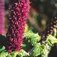 justseed3032465