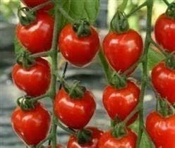 justseed3032533