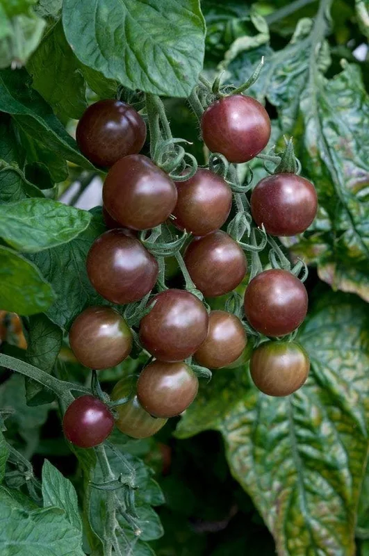 justseed3032565