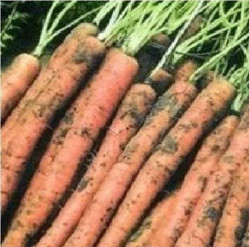 justseed3038548