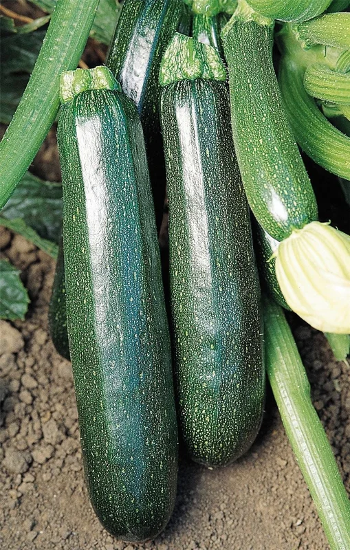 justseed3039384