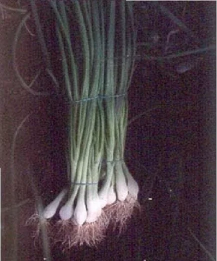 justseed3040162