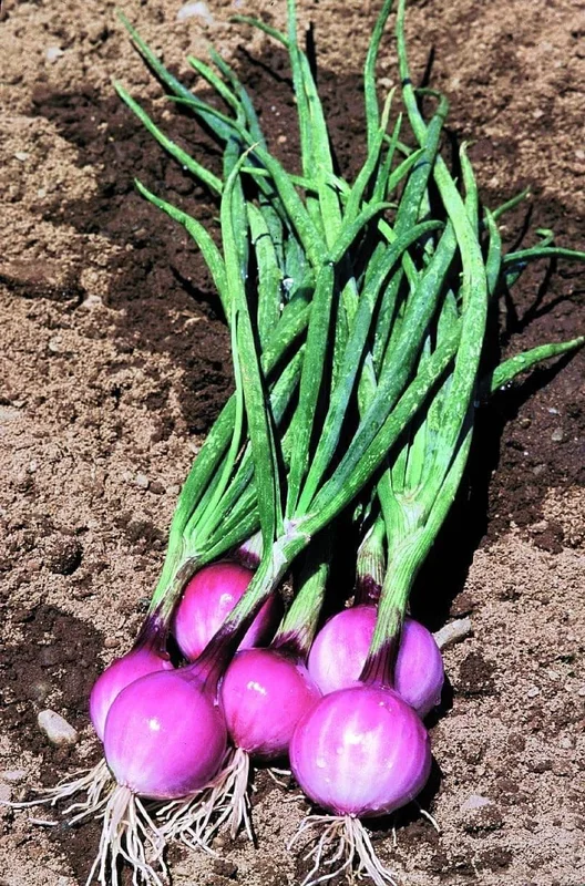 justseed3040252
