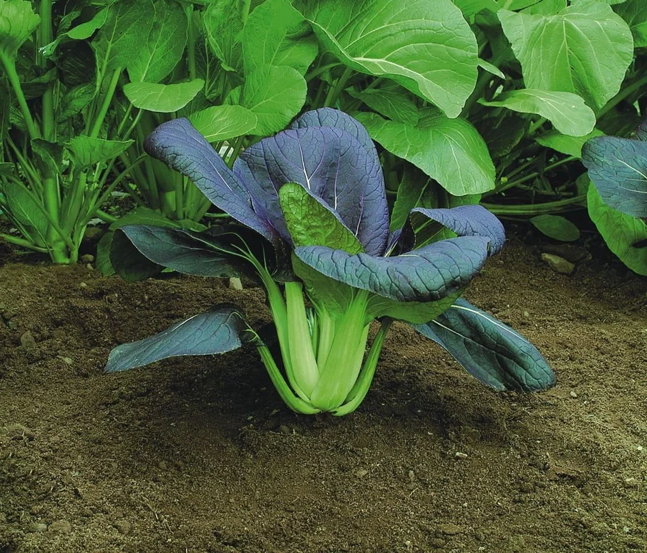 justseed3040371