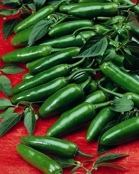 justseed3040646