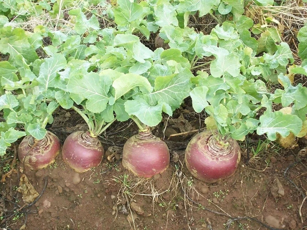 justseed3040907