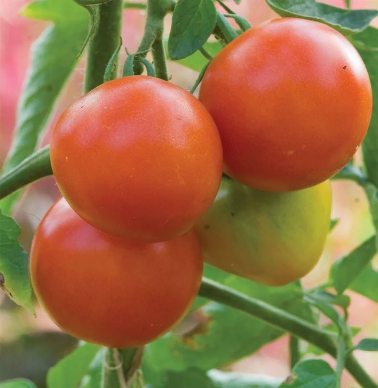justseed3041261