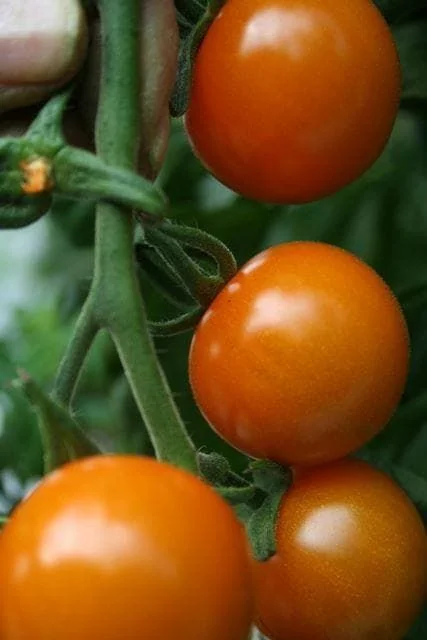 justseed3041453