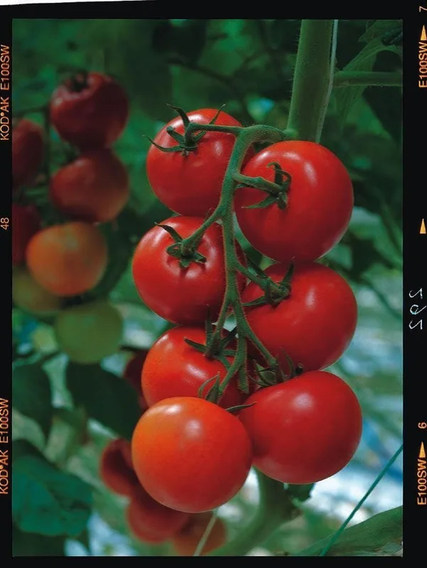 justseed3041469