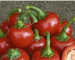 justseed3041786