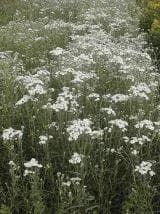 justseed3041852