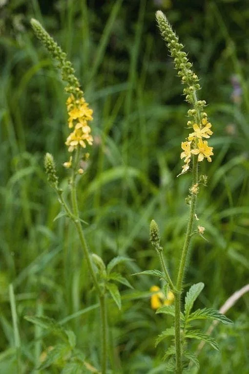 justseed3041870