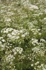 justseed3041973