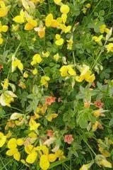 justseed3041983