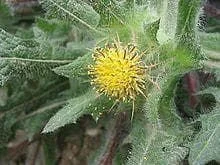 justseed3041996