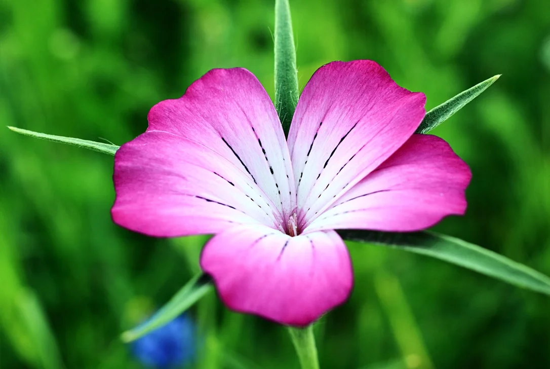 justseed3042080