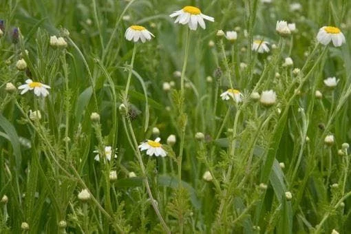 justseed3042094