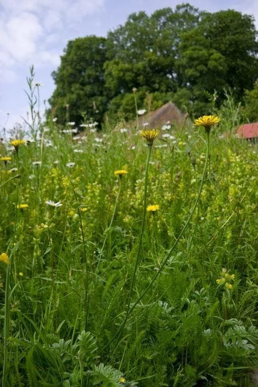 justseed3042108