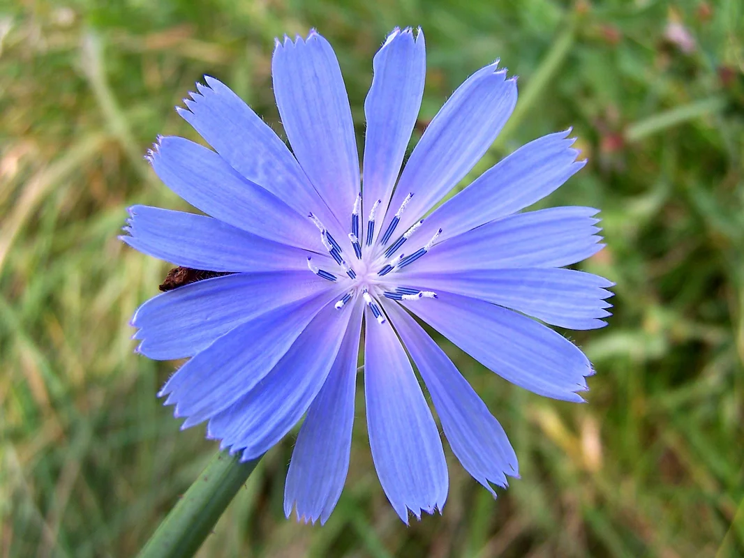 justseed3042155