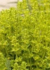 justseed3042196