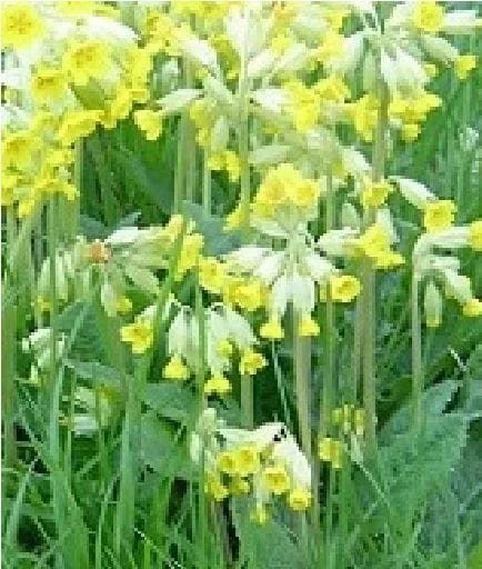 justseed3042445
