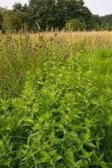 justseed3042537