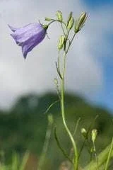 justseed3042547
