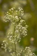 justseed3042559